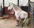 Entire PRE Pure Spanish Bred For sale 2022 Grey