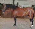 Entire PRE Pure Spanish Bred For sale 2022 Bay