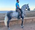 Gelding PRE Pure Spanish Bred For sale 2021 Grey