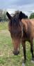 Gelding English Thoroughbred For sale 2020 Dark Bay