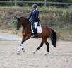 Gelding German Warmblood For sale 2021 Bay