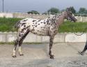 Mare AES Anglo European Studbook For sale 2022 Appaloosa