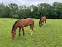 Gelding Franche-Montagne For sale 2024 Bay