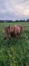 Mare No Origin Recorded For sale 2019 Chesnut