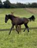 Gelding Oldenburg For sale 2024 Black