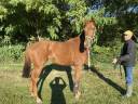 Gelding Thoroughbred For sale 2020 Chesnut
