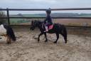 Gelding No Origin Recorded For sale 2022 Black