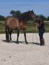 Gelding PRE Pure Spanish Bred For sale 2020 Bay