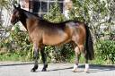 Gelding French Saddle Pony For sale 2021 Bay