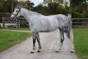 Mare Zangersheide For sale 2019 Grey