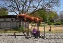 Gelding Selle Fran&ccedil;ais For sale 2023 Silver dapple