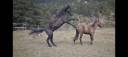 Stallion Akhal Teke For sale 2021 Black