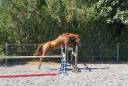 Gelding Selle Français For sale 2023 Chesnut