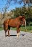 Gelding Selle Fran&ccedil;ais For sale 2023 Chesnut
