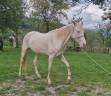 Mare Akhal Teke For sale 2021 Cremello