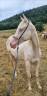 Mare Akhal Teke For sale 2021 Cremello