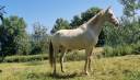 Mare Akhal Teke For sale 2021 Cremello