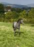 Colt Connemara For sale 2025 Grey