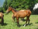 Filly Akhal Teke For sale 2024 Bay