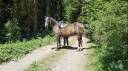 Mare Origin Recorded For sale 2018 Black