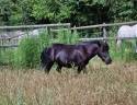 Gelding Other Pony Breed For sale 2015 Black