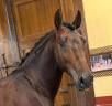 Entire PRE Pure Spanish Bred For sale 2020 Bay