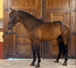 Entire PRE Pure Spanish Bred For sale 2020 Bay