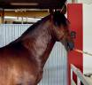 Entire PRE Pure Spanish Bred For sale 2020 Bay