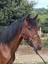 Filly PRE Pure Spanish Bred For sale 2023 Bay