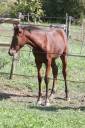 Filly Origin Recorded For sale 2025 Bay