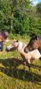 Filly Origin Recorded For sale 2025 Coloured