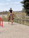 Gelding sBs Belgian Warmblood For sale 2018 Chesnut