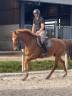 Gelding sBs Belgian Warmblood For sale 2018 Chesnut