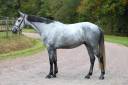 Gelding Selle Français For sale 2020 Grey