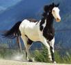 Gelding Paint For sale 2014 Overo