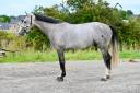 Gelding sBs Belgian Warmblood For sale 2021 Grey