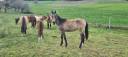 Filly Akhal Teke For sale 2024 Other color