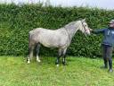 Gelding French Saddle Pony For sale 2021 Grey