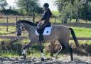 Mare Lusitano For sale 2020 Grey