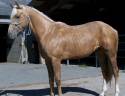 Entire Paint For sale 2023 Palomino