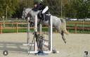 Gelding Connemara For sale 2018 Grey