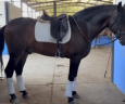Gelding PRE Pure Spanish Bred For sale 2020 Bay