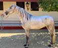 Entire PRE Pure Spanish Bred For sale 2022 Grey