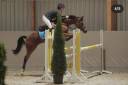 Mare Welsh Pony (Section D), Welsh Cob For sale 2008 Bay