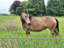 Mare Unkown Horse Breed For sale 2012 Buckskin