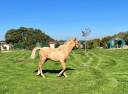 Colt French Saddle Pony For sale 2025 Palomino