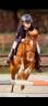 Gelding Origin Recorded For sale 2010 Bay