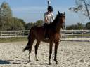 Gelding Selle Français For sale 2021 Bay