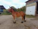 Filly Ardennes For sale 2023 Bay