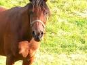 Mare Arabian For sale 2020 Bay